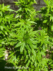 - Acer palmatum 'Ryugu' Dwarf Japanese Maple - Mr Maple │ Buy Japanese Maple Trees
