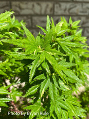 - Acer palmatum 'Ryugu' Dwarf Japanese Maple - Mr Maple │ Buy Japanese Maple Trees