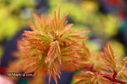 - Acer palmatum 'Ryugu' Dwarf Japanese Maple - Mr Maple │ Buy Japanese Maple Trees