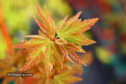 - Acer palmatum 'Ryugu' Dwarf Japanese Maple - Mr Maple │ Buy Japanese Maple Trees