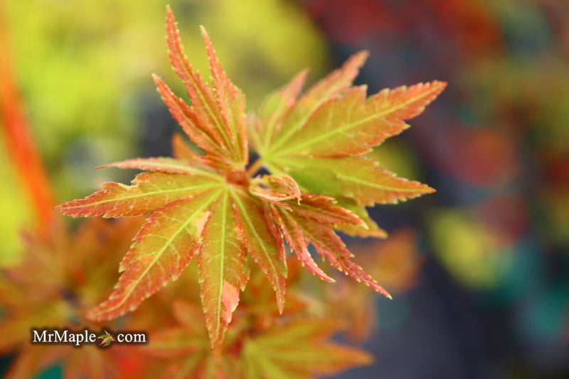 - Acer palmatum 'Ryugu' Dwarf Japanese Maple - Mr Maple │ Buy Japanese Maple Trees