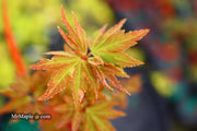 - Acer palmatum 'Ryugu' Dwarf Japanese Maple - Mr Maple │ Buy Japanese Maple Trees