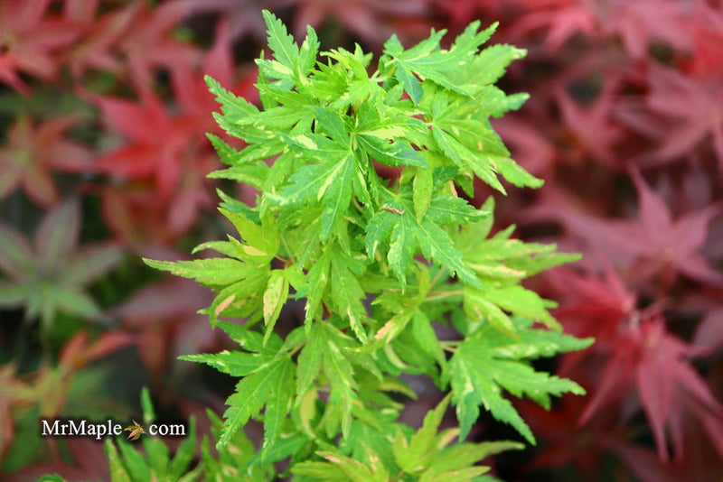 - Acer palmatum 'Ryugu' Dwarf Japanese Maple - Mr Maple │ Buy Japanese Maple Trees