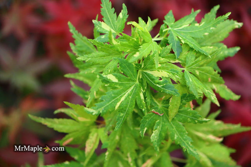 - Acer palmatum 'Ryugu' Dwarf Japanese Maple - Mr Maple │ Buy Japanese Maple Trees