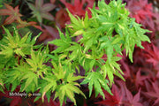 - Acer palmatum 'Ryugu' Dwarf Japanese Maple - Mr Maple │ Buy Japanese Maple Trees