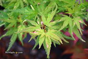 - Acer palmatum 'Ryugu' Dwarf Japanese Maple - Mr Maple │ Buy Japanese Maple Trees