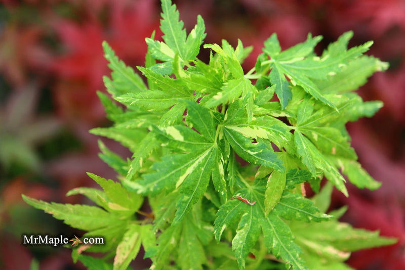 - Acer palmatum 'Ryugu' Dwarf Japanese Maple - Mr Maple │ Buy Japanese Maple Trees
