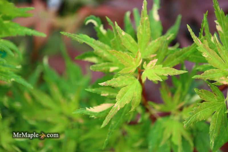 - Acer palmatum 'Ryugu' Dwarf Japanese Maple - Mr Maple │ Buy Japanese Maple Trees