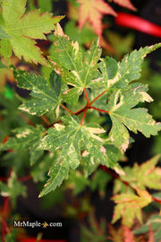 - Acer palmatum 'Ryugu' Dwarf Japanese Maple - Mr Maple │ Buy Japanese Maple Trees