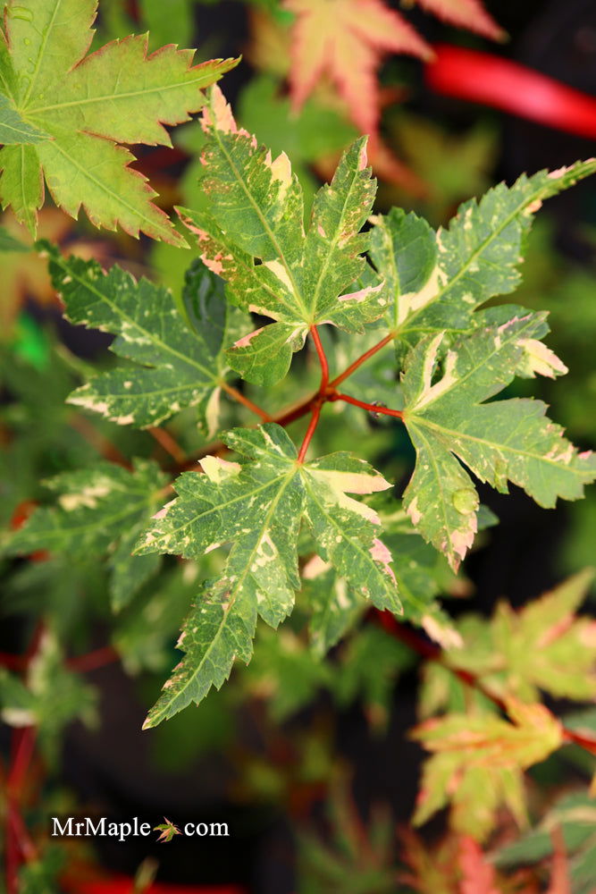 - Acer palmatum 'Ryugu' Dwarf Japanese Maple - Mr Maple │ Buy Japanese Maple Trees