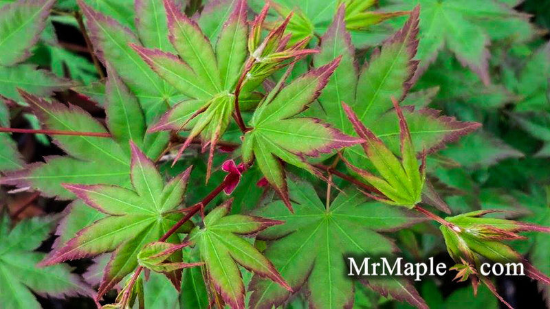 - Acer palmatum 'Ryumon' Japanese Maple - Mr Maple │ Buy Japanese Maple Trees