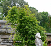 - FOR PICKUP ONLY | Acer palmatum 'Ryusen' Japanese Maple | DOES NOT SHIP - Mr Maple │ Buy Japanese Maple Trees