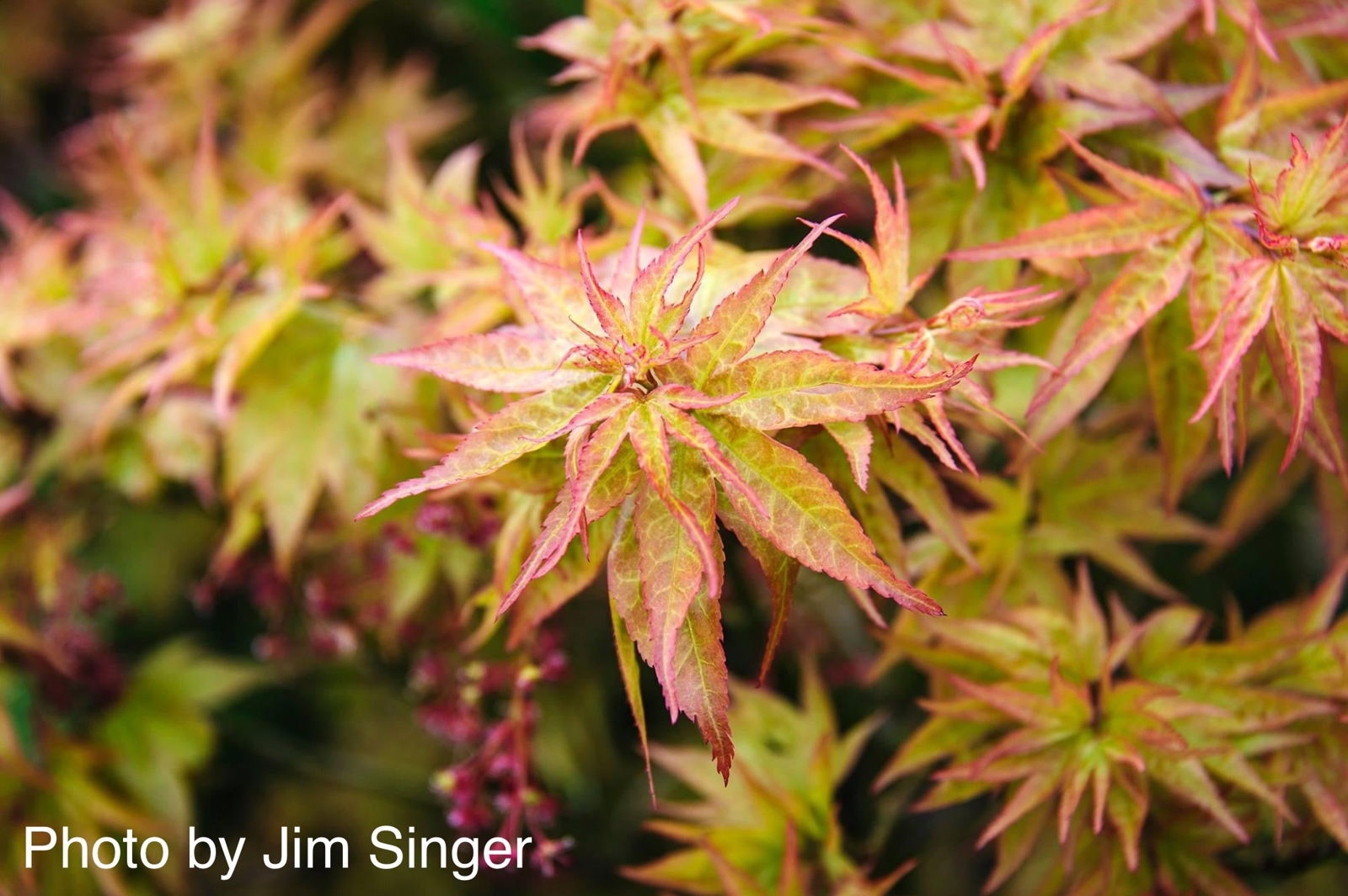 Acer palmatum 'Ryuzu' Dwarf Japanese Maple — Mr Maple │ Buy
