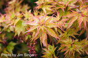 - Acer palmatum 'Ryuzu' Dwarf Japanese Maple - Mr Maple │ Buy Japanese Maple Trees