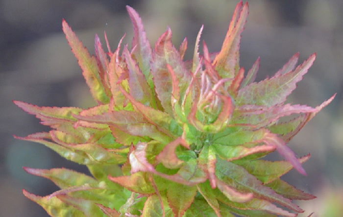 - Acer palmatum 'Ryuzu' Dwarf Japanese Maple - Mr Maple │ Buy Japanese Maple Trees