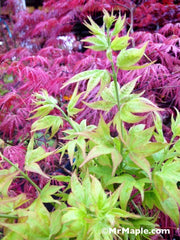 - Acer palmatum 'Ryuzu' Dwarf Japanese Maple - Mr Maple │ Buy Japanese Maple Trees