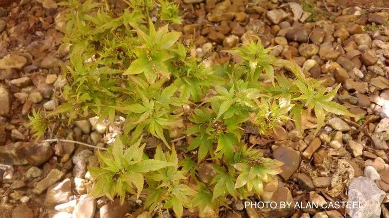 - Acer palmatum 'Ryuzu' Dwarf Japanese Maple - Mr Maple │ Buy Japanese Maple Trees