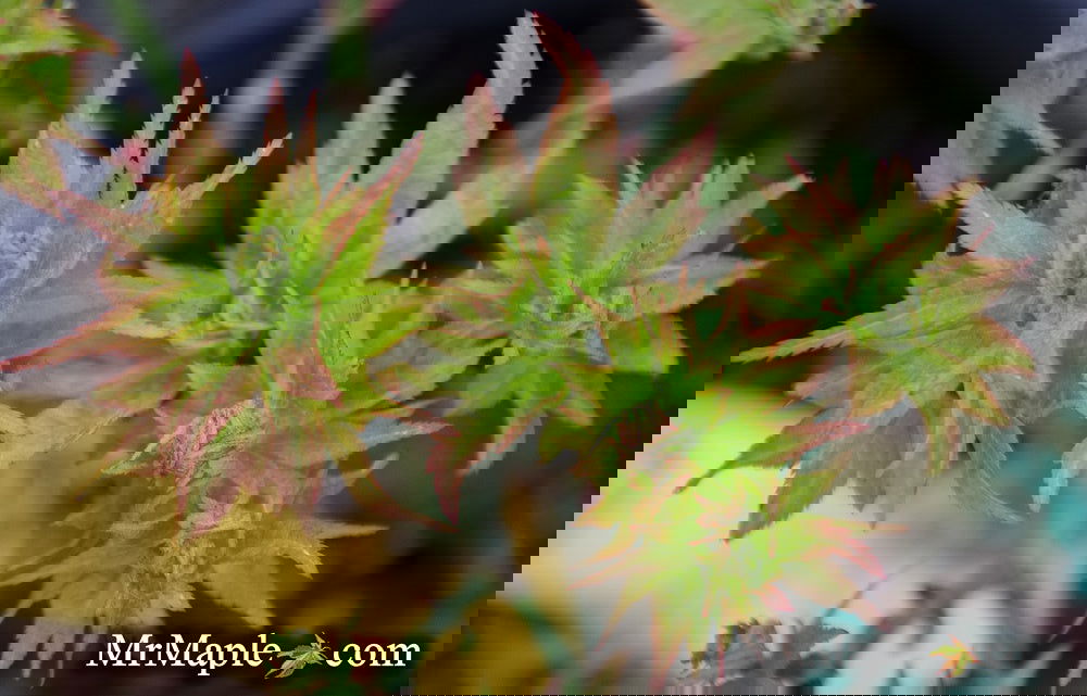 Acer palmatum 'Ryuzu' Dwarf Japanese Maple — Mr Maple │ Buy