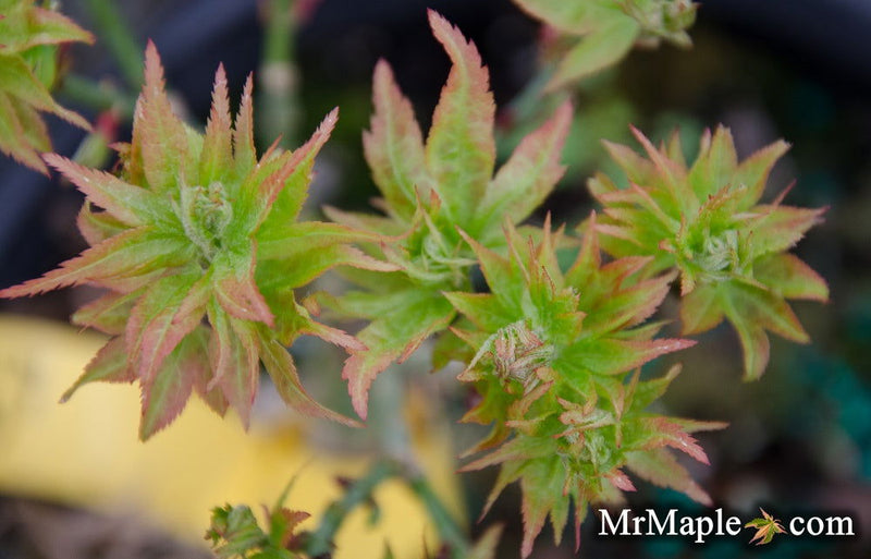 - Acer palmatum 'Ryuzu' Dwarf Japanese Maple - Mr Maple │ Buy Japanese Maple Trees