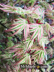 - Acer palmatum 'Sabi' Japanese Maple - Mr Maple │ Buy Japanese Maple Trees