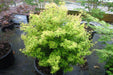 - Acer palmatum 'Saiho' Dwarf Japanese Maple - Mr Maple │ Buy Japanese Maple Trees