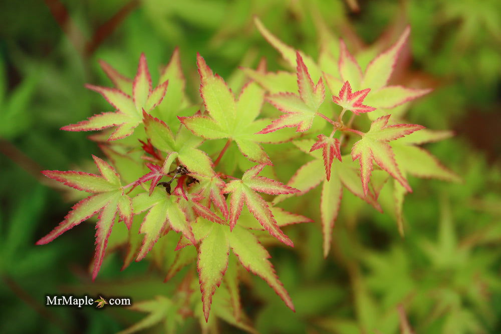 - Acer palmatum 'Saiho' Dwarf Japanese Maple - Mr Maple │ Buy Japanese Maple Trees