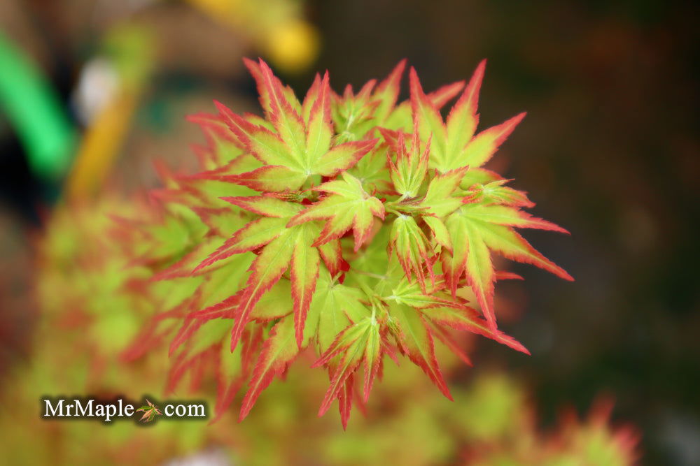 - Acer palmatum 'Saiho' Dwarf Japanese Maple - Mr Maple │ Buy Japanese Maple Trees