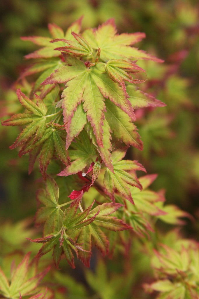 - Acer palmatum &#39;Saiho&#39; Dwarf Japanese Maple - Mr Maple │ Buy Japanese Maple Trees
