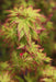 - Acer palmatum 'Saiho' Dwarf Japanese Maple - Mr Maple │ Buy Japanese Maple Trees