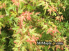 - Acer palmatum 'Saiho' Dwarf Japanese Maple - Mr Maple │ Buy Japanese Maple Trees