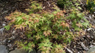 - Acer palmatum 'Saiho' Dwarf Japanese Maple - Mr Maple │ Buy Japanese Maple Trees