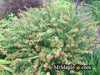 - Acer palmatum 'Saiho' Dwarf Japanese Maple - Mr Maple │ Buy Japanese Maple Trees