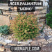 - Acer palmatum 'Saiho' Dwarf Japanese Maple - Mr Maple │ Buy Japanese Maple Trees