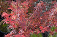 - Acer palmatum 'Saiho' Dwarf Japanese Maple - Mr Maple │ Buy Japanese Maple Trees