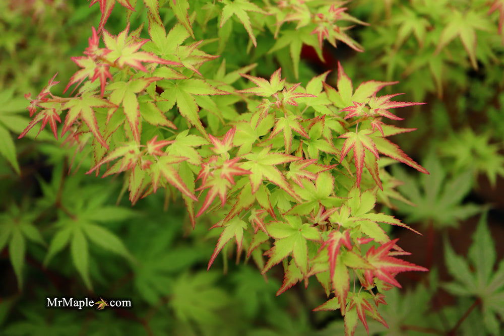 - Acer palmatum 'Saiho' Dwarf Japanese Maple - Mr Maple │ Buy Japanese Maple Trees