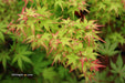 - Acer palmatum 'Saiho' Dwarf Japanese Maple - Mr Maple │ Buy Japanese Maple Trees