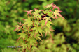 - Acer palmatum 'Saiho' Dwarf Japanese Maple - Mr Maple │ Buy Japanese Maple Trees