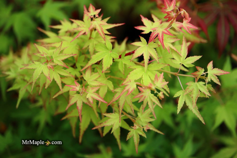 - Acer palmatum 'Saiho' Dwarf Japanese Maple - Mr Maple │ Buy Japanese Maple Trees