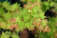 - Acer palmatum 'Saiho' Dwarf Japanese Maple - Mr Maple │ Buy Japanese Maple Trees