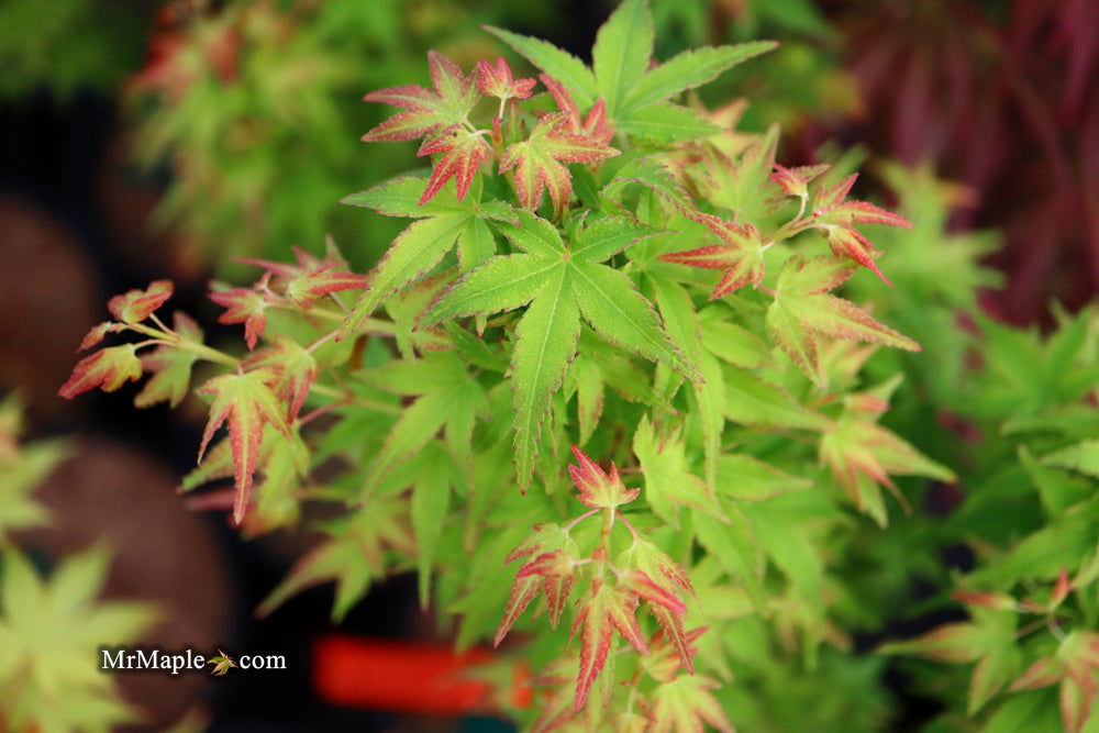 - Acer palmatum 'Saiho' Dwarf Japanese Maple - Mr Maple │ Buy Japanese Maple Trees