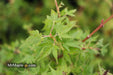 - Acer palmatum 'Saiho' Dwarf Japanese Maple - Mr Maple │ Buy Japanese Maple Trees