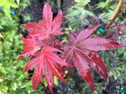 - Acer palmatum 'Samarzam' Red Japanese Maple - Mr Maple │ Buy Japanese Maple Trees