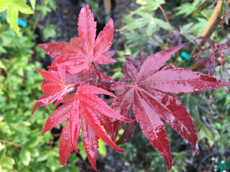 - Acer palmatum 'Samarzam' Red Japanese Maple - Mr Maple │ Buy Japanese Maple Trees