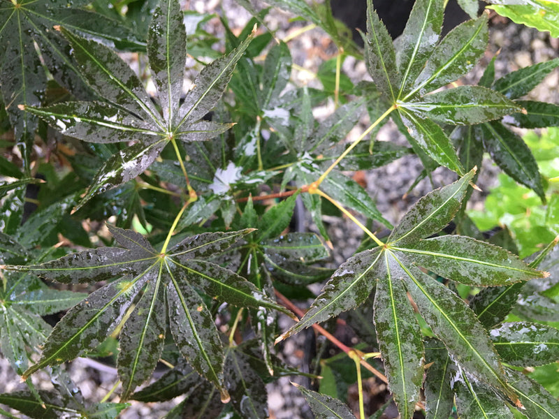 - Acer palmatum 'Samarzam' Red Japanese Maple - Mr Maple │ Buy Japanese Maple Trees