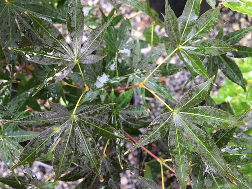 - Acer palmatum 'Samarzam' Red Japanese Maple - Mr Maple │ Buy Japanese Maple Trees