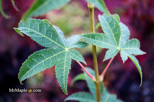 - Acer palmatum 'Samidare' Japanese Maple - Mr Maple │ Buy Japanese Maple Trees