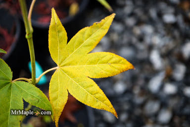 - Acer palmatum 'Samidare' Japanese Maple - Mr Maple │ Buy Japanese Maple Trees