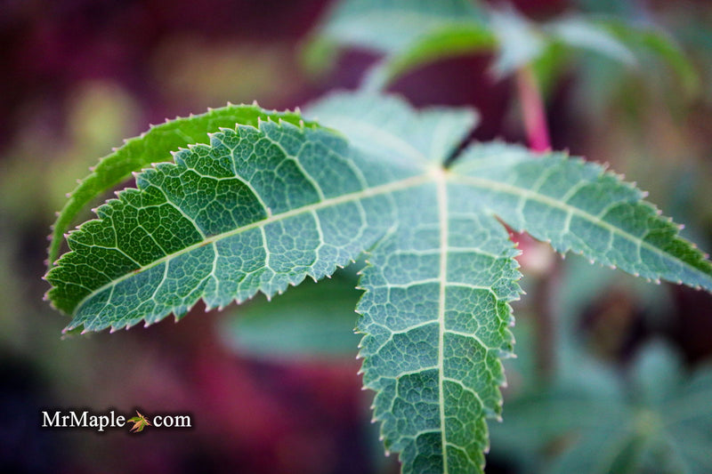 - Acer palmatum 'Samidare' Japanese Maple - Mr Maple │ Buy Japanese Maple Trees