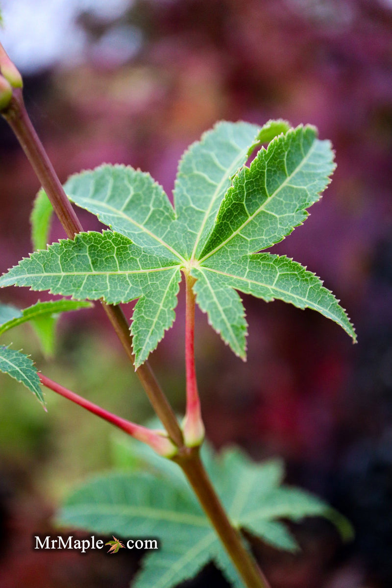 - Acer palmatum 'Samidare' Japanese Maple - Mr Maple │ Buy Japanese Maple Trees