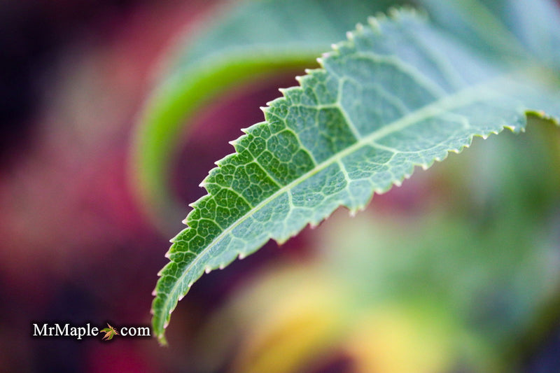 - Acer palmatum 'Samidare' Japanese Maple - Mr Maple │ Buy Japanese Maple Trees